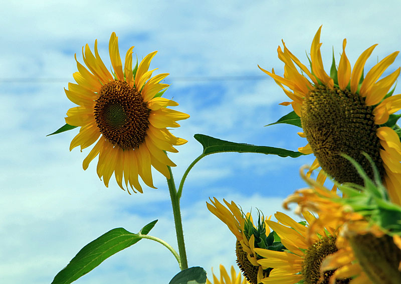 向日葵畑とスイレン