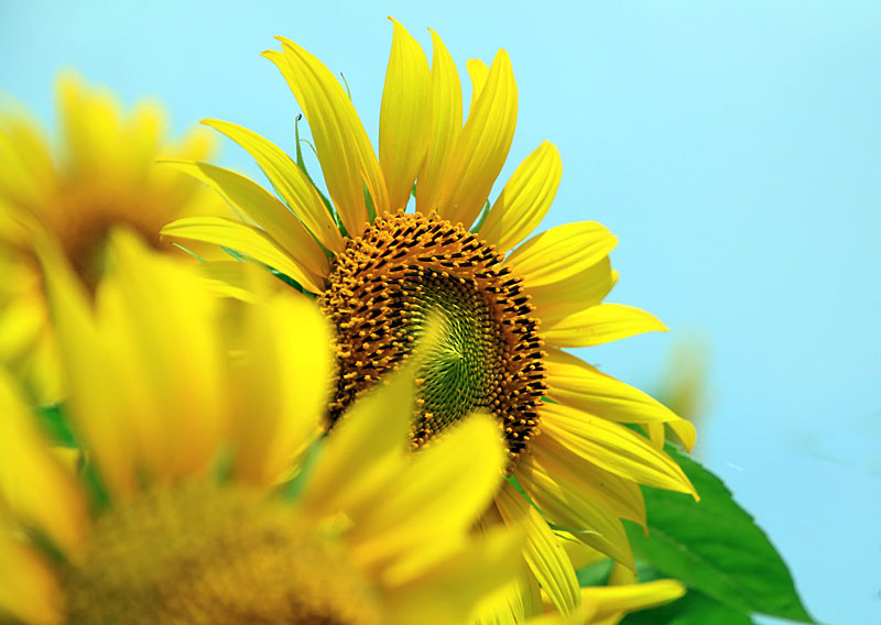 向日葵畑とスイレン