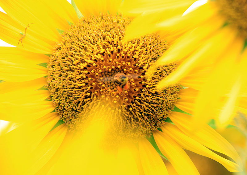 向日葵畑とスイレン