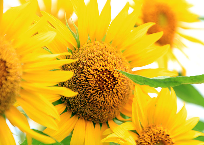 向日葵畑とスイレン